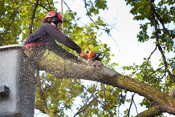 How Our Tree Care Process Works  in  Green Island, NY